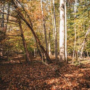 Photo #38 of 14603 COX MILL RD, GORDONSVILLE, VA 178.6 acres