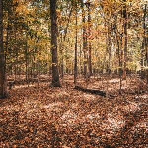 Photo #39 of 14603 COX MILL RD, GORDONSVILLE, VA 178.6 acres