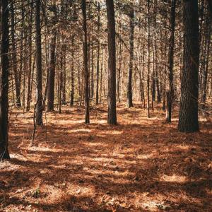 Photo #40 of 14603 COX MILL RD, GORDONSVILLE, VA 178.6 acres