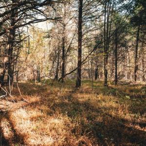 Photo #41 of 14603 COX MILL RD, GORDONSVILLE, VA 178.6 acres