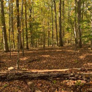 Photo #17 of 28282 RACCOON FORD RD, BURR HILL, VA 70.2 acres