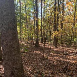 Photo #18 of 28282 RACCOON FORD RD, BURR HILL, VA 70.2 acres