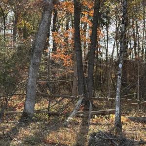 Photo #2 of BAINES CORNER ROAD, BEALETON, VA 25.0 acres