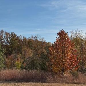 Photo #1 of BAINES CORNER ROAD, BEALETON, VA 25.0 acres
