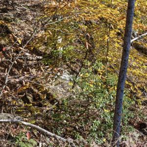 Photo #16 of GID BROWN HOLLOW, WASHINGTON, VA 27.9 acres