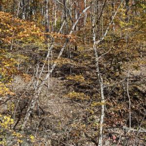 Photo #15 of GID BROWN HOLLOW, WASHINGTON, VA 27.9 acres