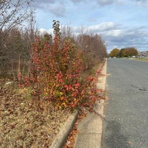 Photo #4 of 11000 PIERSON DR, FREDERICKSBURG, VA 2.1 acres