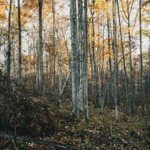 Photo #22 of 12600 W CATHARPIN RD, SPOTSYLVANIA, VA 312.0 acres