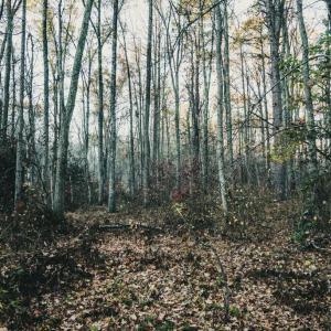 Photo #24 of 12600 W CATHARPIN RD, SPOTSYLVANIA, VA 312.0 acres