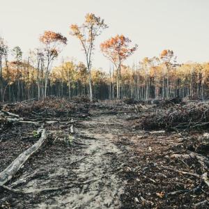 Photo #36 of 12600 W CATHARPIN RD, SPOTSYLVANIA, VA 312.0 acres