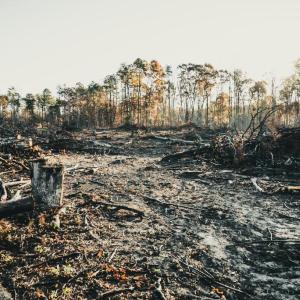 Photo #33 of 12600 W CATHARPIN RD, SPOTSYLVANIA, VA 312.0 acres