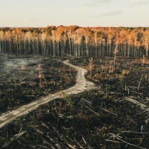 Photo #6 of 12600 W CATHARPIN RD, SPOTSYLVANIA, VA 312.0 acres