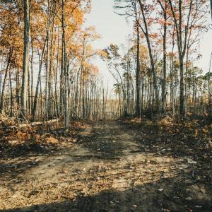 Photo #19 of 12600 W CATHARPIN RD, SPOTSYLVANIA, VA 312.0 acres