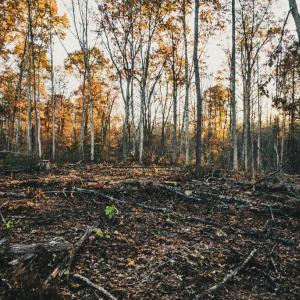 Photo #20 of 12600 W CATHARPIN RD, SPOTSYLVANIA, VA 312.0 acres