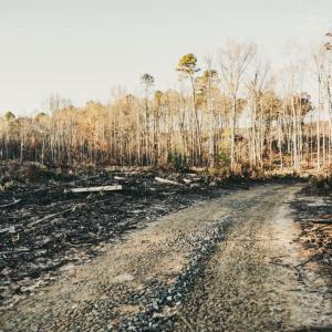 Photo #42 of 12600 W CATHARPIN RD, SPOTSYLVANIA, VA 312.0 acres