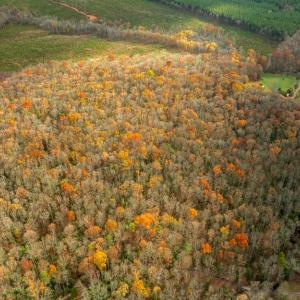 Photo #8 of 14100 CEDAR PLANTATION RD, SPOTSYLVANIA, VA 30.1 acres