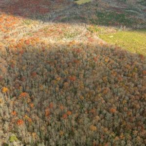 Photo #14 of 14100 CEDAR PLANTATION RD, SPOTSYLVANIA, VA 30.1 acres