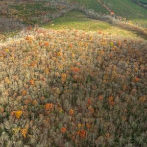 Photo #16 of 14100 CEDAR PLANTATION RD, SPOTSYLVANIA, VA 30.1 acres