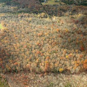 Photo #12 of 14100 CEDAR PLANTATION RD, SPOTSYLVANIA, VA 30.1 acres