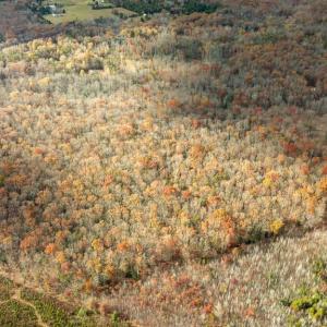 Photo #13 of 14100 CEDAR PLANTATION RD, SPOTSYLVANIA, VA 30.1 acres