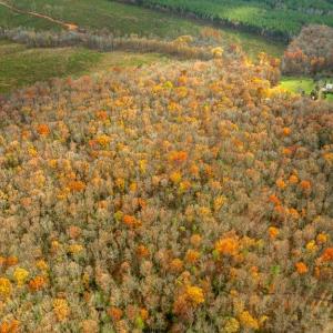 Photo #10 of 14100 CEDAR PLANTATION RD, SPOTSYLVANIA, VA 30.1 acres