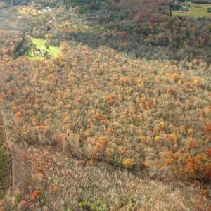 Photo #11 of 14100 CEDAR PLANTATION RD, SPOTSYLVANIA, VA 30.1 acres