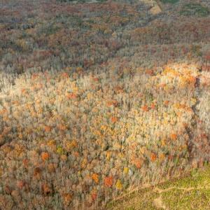 Photo #17 of 14100 CEDAR PLANTATION RD, SPOTSYLVANIA, VA 30.1 acres