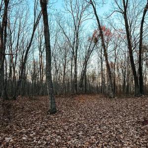 Photo #3 of ROBERTS LANE LN, RIXEYVILLE, VA 10.0 acres