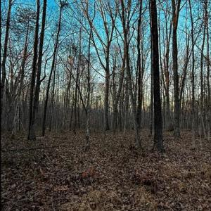 Photo #7 of ROBERTS LANE LN, RIXEYVILLE, VA 10.0 acres