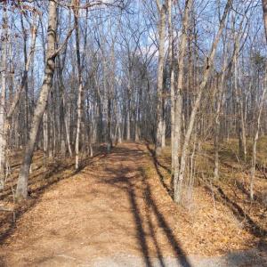 Photo #3 of ROBERTS LANE LN, RIXEYVILLE, VA 10.0 acres