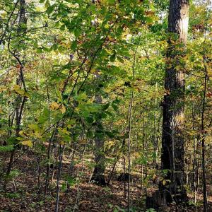 Photo #5 of ERNEST ROBINSON ROAD, MARSHALL, VA 5.6 acres