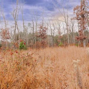 Photo #8 of GALLOWAY SPRING LN, STANLEY, VA 32.0 acres