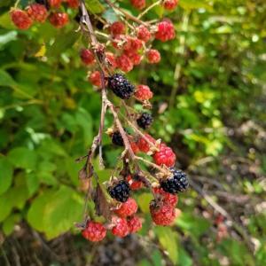 Photo #25 of GALLOWAY SPRING LN, STANLEY, VA 32.0 acres