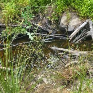 Photo #28 of GALLOWAY SPRING LN, STANLEY, VA 32.0 acres