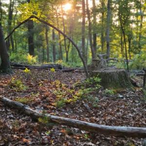 Photo #29 of GALLOWAY SPRING LN, STANLEY, VA 32.0 acres