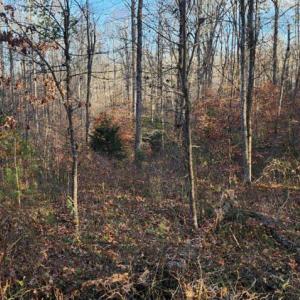 Photo #7 of BUGGY LN, ROCHELLE, VA 4.9 acres