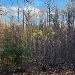 Photo #8 of BUGGY LN, ROCHELLE, VA 4.9 acres