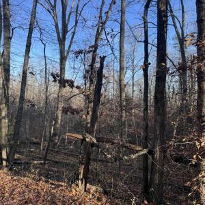 Photo #4 of BUGGY LN, ROCHELLE, VA 4.9 acres