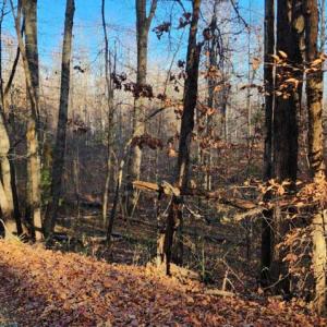 Photo #7 of BUGGY LN, ROCHELLE, VA 4.9 acres