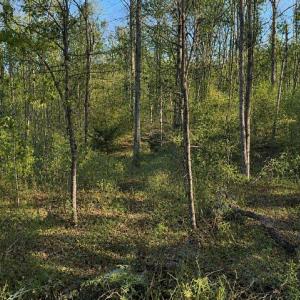 Photo #3 of BUGGY LN, ROCHELLE, VA 4.9 acres