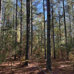 Photo #3 of OFF OF SHORES ROAD (TRACT: TANAGER ET2 2020), SCOTTSVILLE, VA 153.1 acres