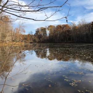 Photo #9 of 10405 PINEY BRANCH RD, SPOTSYLVANIA, VA 6.5 acres