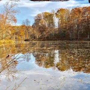 Photo #10 of 10405 PINEY BRANCH RD, SPOTSYLVANIA, VA 7.7 acres