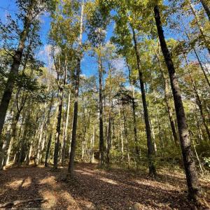 Photo #8 of 10405 PINEY BRANCH RD, SPOTSYLVANIA, VA 7.7 acres
