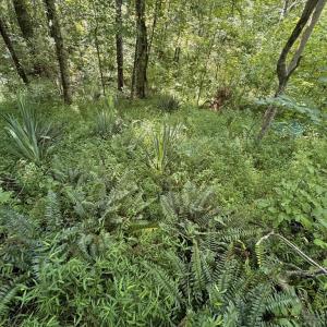 Photo #6 of 398 BAYLES LN, LOUISA, VA 4.0 acres