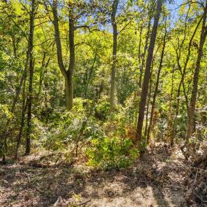 Photo #8 of CABIN BRANCH ROAD, MARSHALL, VA 3.0 acres