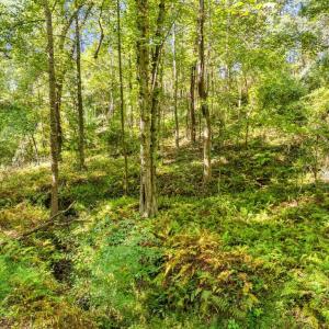 Photo #19 of CABIN BRANCH ROAD, MARSHALL, VA 3.0 acres