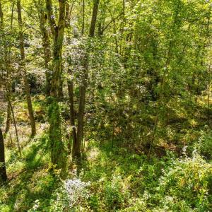 Photo #23 of CABIN BRANCH ROAD, MARSHALL, VA 3.0 acres