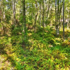 Photo #21 of CABIN BRANCH ROAD, MARSHALL, VA 3.0 acres