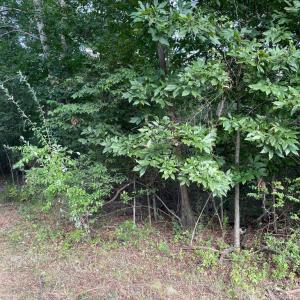 Photo #18 of 17464 EXECUTIVE LN, CULPEPER, VA 9.0 acres